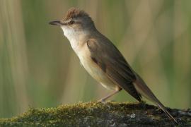 Trzciniak - Acrocephalus arundinaceus - Great Reed-Warbler
