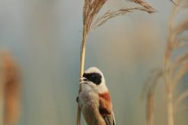 Remiz - Remiz pendulinus - Eurasian Penduline