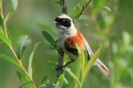 Remiz - Remiz pendulinus - Eurasian Penduline