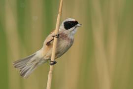 Remiz - Remiz pendulinus - Eurasian Penduline
