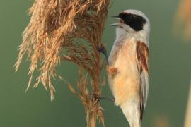Remiz - Remiz pendulinus - Eurasian Penduline