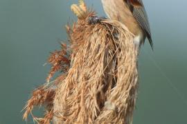 Remiz - Remiz pendulinus - Eurasian Penduline