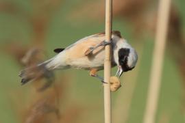 Remiz - Remiz pendulinus - Eurasian Penduline