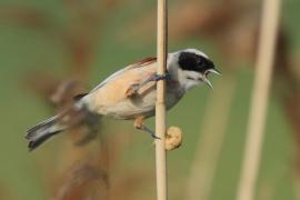 Remiz - Remiz pendulinus - Eurasian Penduline