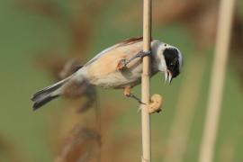 Remiz - Remiz pendulinus - Eurasian Penduline