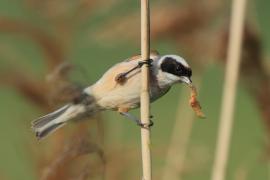 Remiz - Remiz pendulinus - Eurasian Penduline
