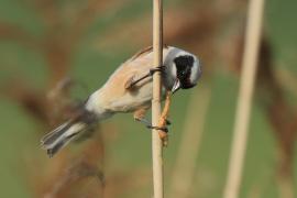 Remiz - Remiz pendulinus - Eurasian Penduline