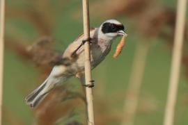 Remiz - Remiz pendulinus - Eurasian Penduline