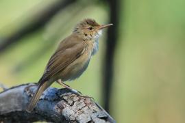Trzcinniczek - Acrocephalus scirpaceus - Common Reed Warbler