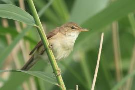 Trzcinniczek - Acrocephalus scirpaceus - Common Reed Warbler