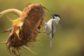 Sikora uboga - Poecile palustris - Marsh Tit