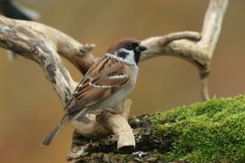 Mazurek - Passer montanus - Eurasian Tree Sparrowh