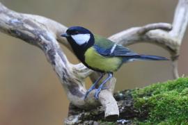 Bogatka - Parus major - Great Tit