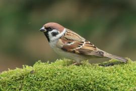 Mazurek - Passer montanus - Eurasian Tree Sparrowh