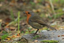 Rudzik - Erithacus rubecula - European Robin