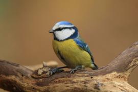 Modraszka - Cyanistes caeruleus - Blue Tit