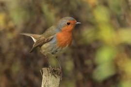 Rudzik - Erithacus rubecula - European Robin
