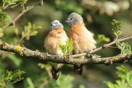 Mniszka łuskolica - Odontospiza griseicapilla - Grey-headed Silverbill