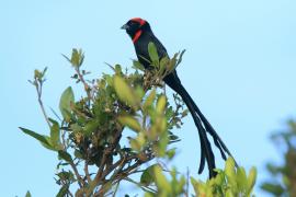 Wikłacz półobrożny - Euplectes ardens - Red-collared Widowbird