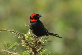 Wikłacz półobrożny - Euplectes ardens - Red-collared Widowbird