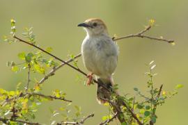 Chwastówka krępa - Cisticola robustus - Stout Cisticola
