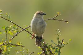 Chwastówka krępa - Cisticola robustus - Stout Cisticola