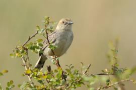 Chwastówka krępa - Cisticola robustus - Stout Cisticola