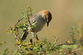 Chwastówka krępa - Cisticola robustus - Stout Cisticola