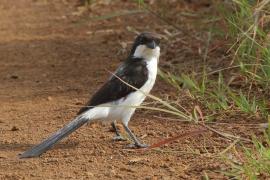 Dzierzba sawannowa - Lanius cabanisi - Long-tailed Fiscal