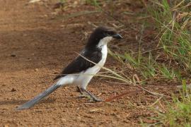 Dzierzba sawannowa - Lanius cabanisi - Long-tailed Fiscal