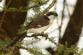 Dzierzba sawannowa - Lanius cabanisi - Long-tailed Fiscal