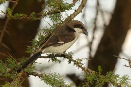 Dzierzba sawannowa - Lanius cabanisi - Long-tailed Fiscal