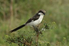Dzierzba sawannowa - Lanius cabanisi - Long-tailed Fiscal