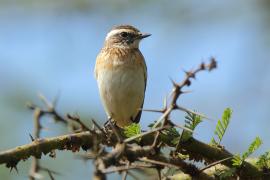 Pokląskwa - Saxicola rubetra - Whinchat