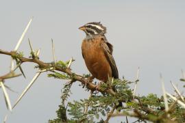 Trznadel cynamonowy - Emberiza tahapisi - Cinnamon-breasted Bunting