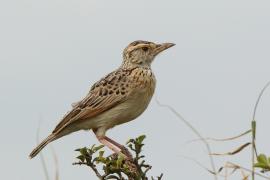 Skowroniec sawannowy - Mirafra africana - Rufous-naped Lark
