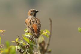 Wróbel rdzawobrewy - Passer rufocinctus - Kenya Rufous Sparrow