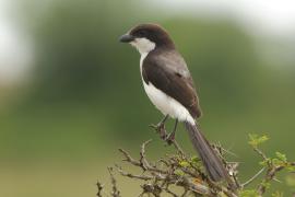 Dzierzba sawannowa - Lanius cabanisi - Long-tailed Fiscal