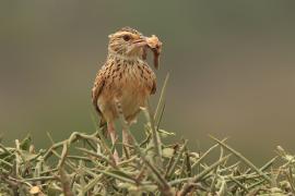 Skowroniec sawannowy - Mirafra africana - Rufous-naped Lark