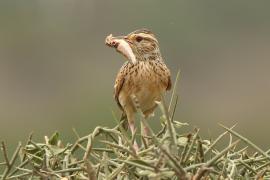 Skowroniec sawannowy - Mirafra africana - Rufous-naped Lark
