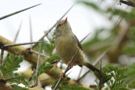 Akacjówek - Phyllolais pulchella - Buff-bellied Warbler