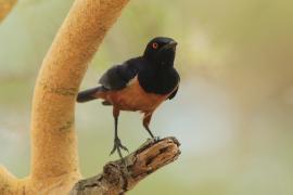 Błyszczak półobrożny - Lamprotornis hildebrandti - Hildebrandt's Starling