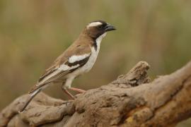 Dziergacz białobrewy - Plocepasser mahali - White-browed Sparrow-Weaver
