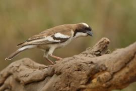 Dziergacz białobrewy - Plocepasser mahali - White-browed Sparrow-Weaver