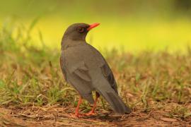 Drozd abisyński - Turdus abyssinicus - Ethiopian Thrush