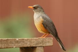 Drozd abisyński - Turdus abyssinicus - Ethiopian Thrush