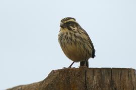 Afrokulczyk kreskowany - Crithagra striolata - Streaky Seedeater