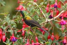 Nektarnik brązowy - Nectarinia kilimensis - Bronzy Sunbird