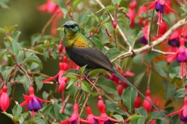 Nektarnik brązowy - Nectarinia kilimensis - Bronzy Sunbird