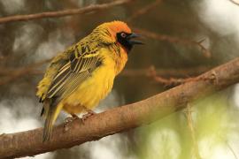 Wikłacz łuskowany - Ploceus spekei - Speke's Weaver